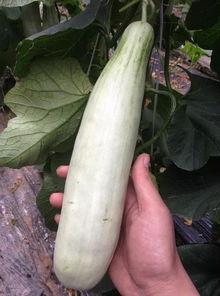 出事的网红吃瓜,揭秘网络舆论背后的真相