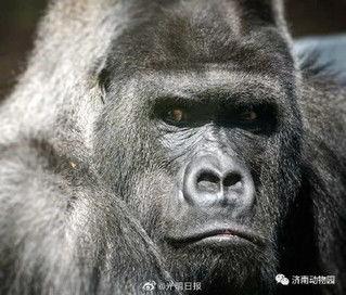 网红吃瓜大猩猩视频,揭秘动物界的“网红”生活